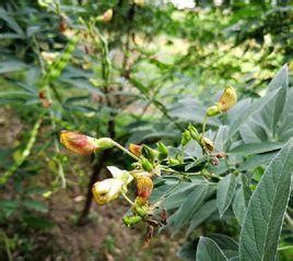 金雀花黃|金雀花(薔薇目豆科植物):形態特徵,生長環境,分布範圍,主要價值,觀。